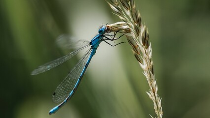 Closeup shot of a blue dasher dragonfly