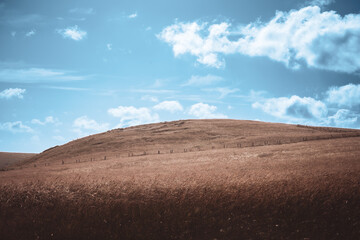 Wheat field on a mountain with blue sky