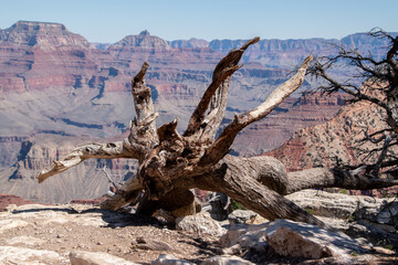 dead tree in the grand canyon