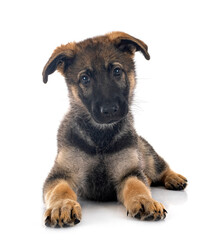 puppy german shepherd