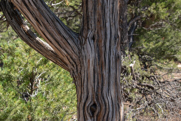 redwood tree trunk in the forest