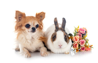 rex rabbit and chihuahua in studio