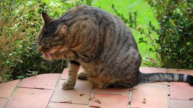 Chat tigr&eacute; &eacute;l&eacute;gant assis sur la terrasse au jardin qui se l&egrave;che &agrave; la patte toilettage