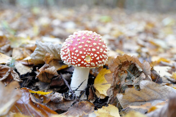 Fly agaric, poisonous red mushroom in yellow-orange fallen leaves in the autumn forest.