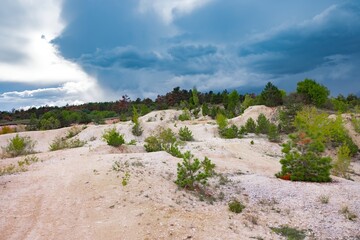 Deforestation in the woods with sandy slopes