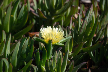 flower in the grass