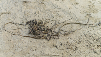Seaweed and other flotsom and jetsom on a sandy Atlantic coast beach