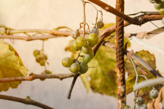 Plasmopara viticola on the vine. Grape disease.
