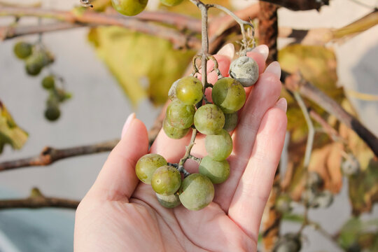 Plasmopara viticola on the vine. Grape disease.