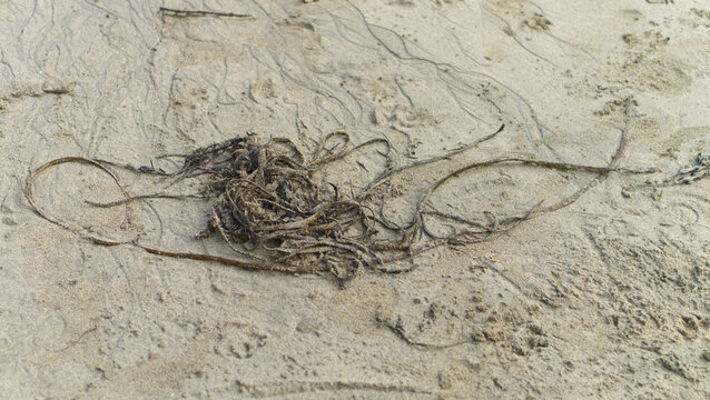 Seaweed and other flotsom and jetsom on a sandy Atlantic coast beach