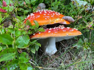 Fly agaric, amanita, toadstool red poisoned mushroom, mushrooms for treatment and cosmetology