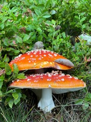 Fly agaric, amanita, toadstool red poisoned mushroom, mushrooms for treatment and cosmetology