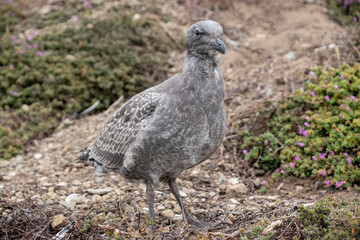 pigeon on the ground