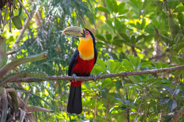 Red-breasted Toucan
