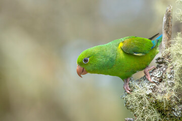 Plain Parakeet
