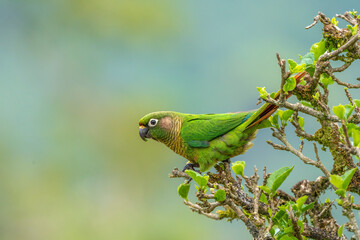 Maroon-bellied Parakeet
