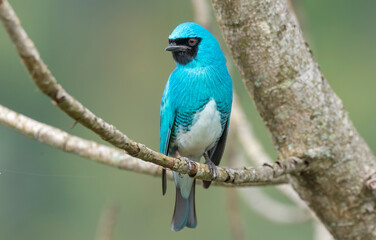 Swallow Tanager

