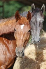 Obraz premium Horse head close-up outdoors summertime