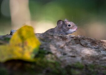 close up of tiny cute mouse in seating on the trunk in the forest and bright sunny blurred background
