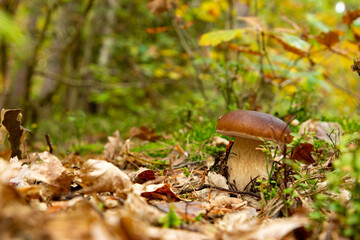 Mushroom Boletus edulis in autumn forest.
