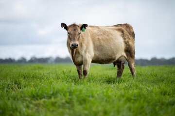 cows grazing and eating grass and pasture on an organic, regenerative farm and ranch in Australia.
