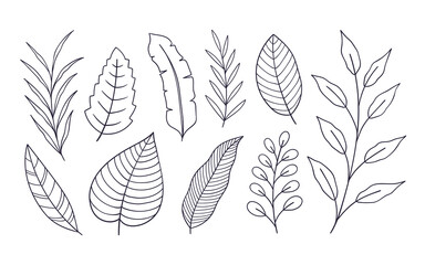 Set of hand drawn botanical flower elements. Vector illustration isolated on white background