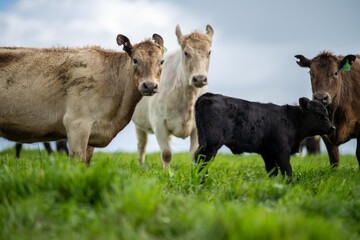 cows on a hill, agriculture agronomy accessing plant growth and soil health science in a field by a student scientist at university in australia in spring