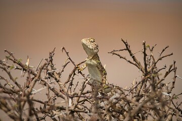 Closeup of a small lizard basking on a sunny day in a desert