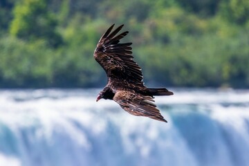 Beautiful turkey vulture bird flying high with beautiful Niagara Falls in the background