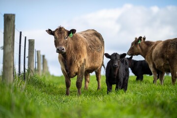 Stud beef cattle on a regenerative agriculture farm.