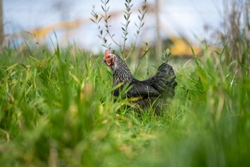 Chickens, hens and chooks, grazing and eating grass, on a free range, organic farm, in a country hen house, on a farm and ranch in Australia.