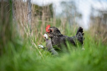 Chickens, hens and chooks, grazing and eating grass, on a free range, organic farm, in a country hen house, on a farm and ranch in Australia.