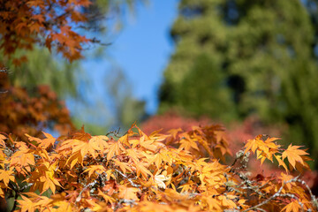 Orange leaves on a Japanese maple (acer palmatum) tree in autumn