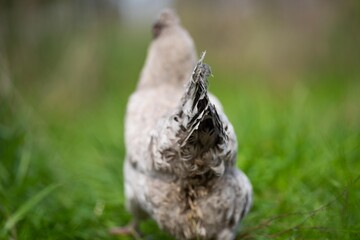 Chickens, hens and chooks, grazing and eating grass, on a free range, organic farm, in a country hen house, on a farm and ranch in Australia.