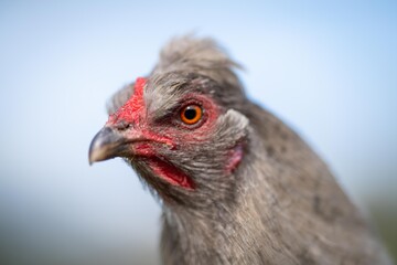 Chickens, hens and chooks, grazing and eating grass, on a free range, organic farm, in a country hen house, on a farm and ranch in Australia.