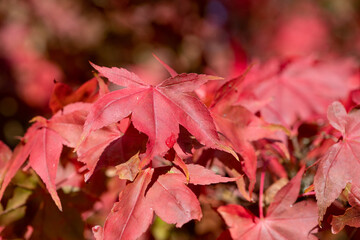 Close up of red autumn leaves on a Japanese maple (acer palmatum) tree