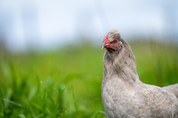 Chickens, hens and chooks, grazing and eating grass, on a free range, organic farm, in a country hen house, on a farm and ranch in Australia.