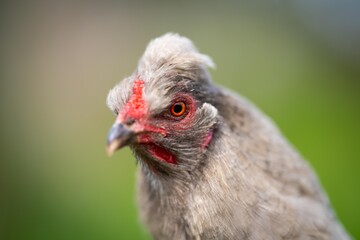Chickens, hens and chooks, grazing and eating grass, on a free range, organic farm, in a country hen house, on a farm and ranch in Australia.