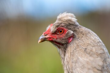 Chickens, hens and chooks, grazing and eating grass, on a free range, organic farm, in a country hen house, on a farm and ranch in Australia.