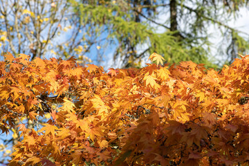 Orange leaves on a Japanese maple (acer palmatum) tree in autumn