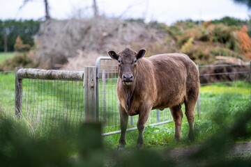 herd of Cows grazing on pasture in a field. regenerative angus cattle in a paddock 
