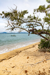 Tree in the beach with a fisherman boat