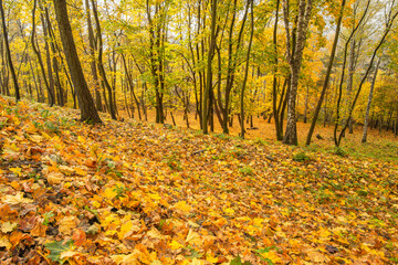 Obraz premium Autumnal forest with fallen leaves. Autumn Landscape. Fall Scene
