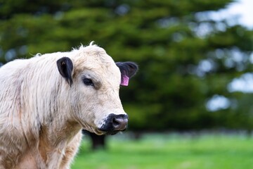 Regenerative agriculture cows in the field, grazing on grass and pasture in Australia, on a farming ranch. Cattle eating hay and silage. breeds include speckle park, Murray grey, angus, wagyu, dairy.
