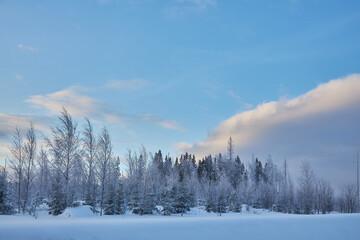 Pine trees covered with snow on a frosty day winter panorama.