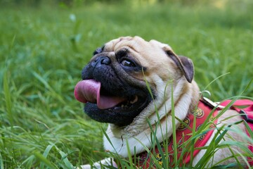Obraz premium Closeup of a cute pug dog lying on the grass and showing its tongue