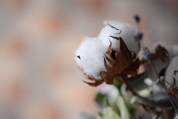 cotton flower close-up white dry cotton wool texture, cotton, bavovna