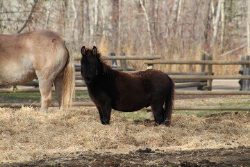 Fototapeta premium two horses on a farm
