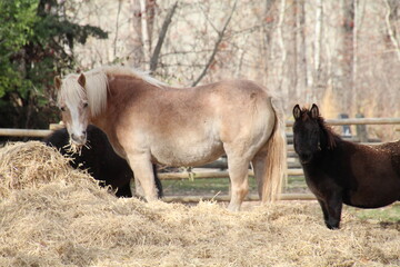 horse and foal