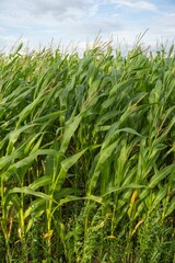 Vertical shot of green corn plants on a field